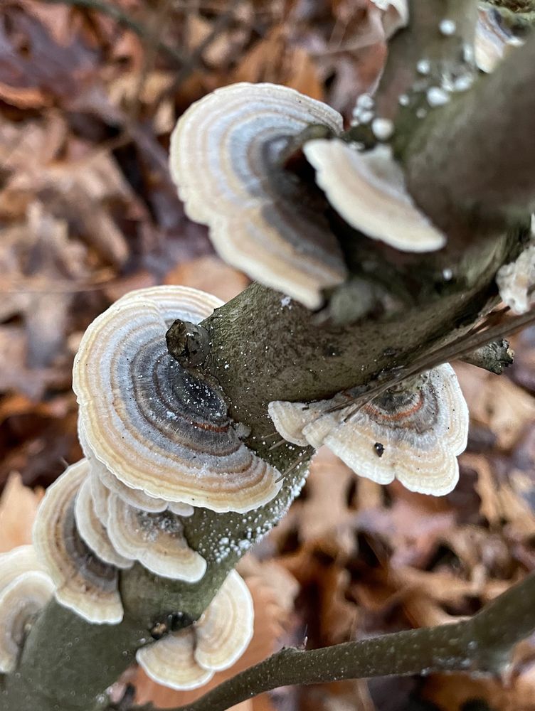 Fan-like turkey tail mushrooms growing up a small dead tree