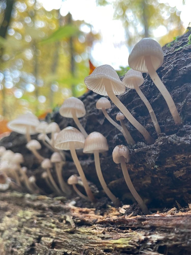 A family of delicate brown mushrooms grow from the cracked side of a decaying log under yellow autumn foliage