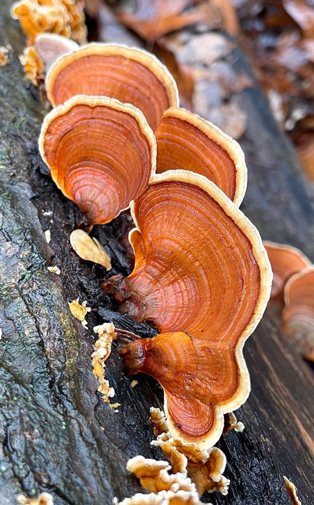 A family of Stereum lobatum mushrooms grows off the side of a dark fallen log, their red shelves resembling lobster tails

This is a new angle of a photo I posted one month ago

All photos by me
