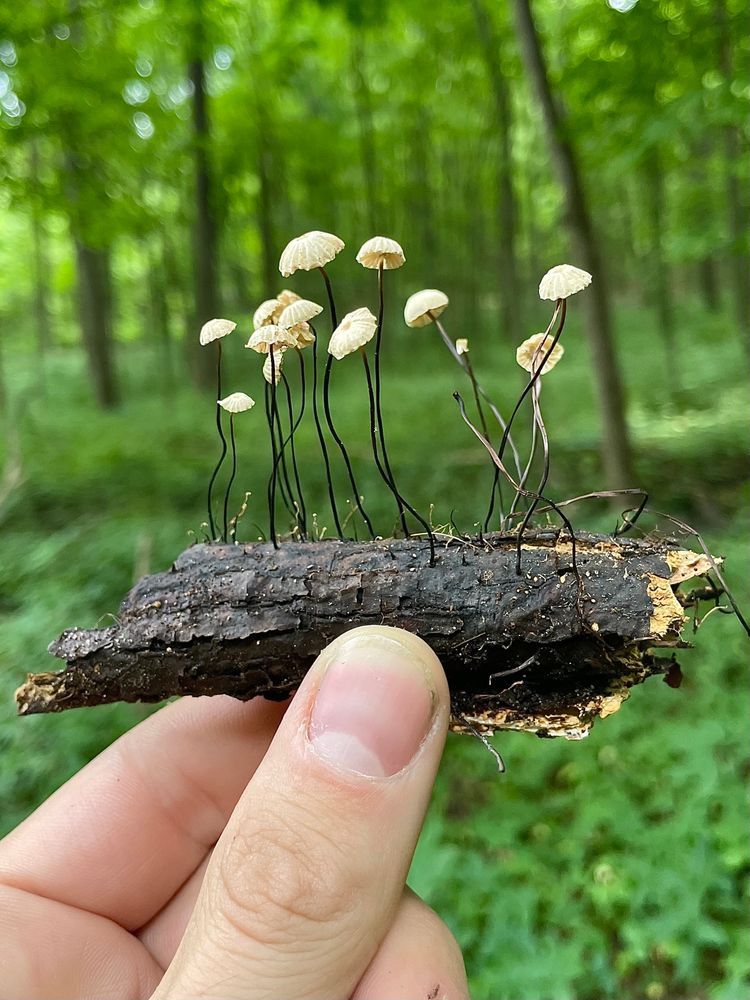 A family of mature and very wiry collared parachute mushrooms grow from a blackened bit of decayed stick, held between two fingers in a green summer forest. All photos by me 