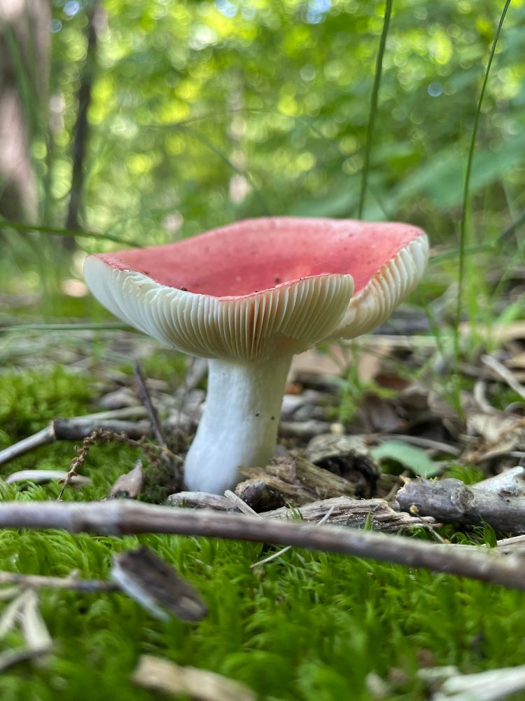 A mature red russula mushroom lifts its cupped cap on white gills and stem from the mossy stick strewn forest floor. All photos by me 
