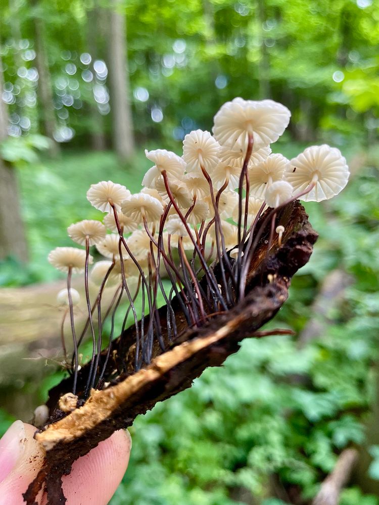A piece of bark with dozens of collared parachutes growing on thin with stems is held up in a green spring forest. All photos by me