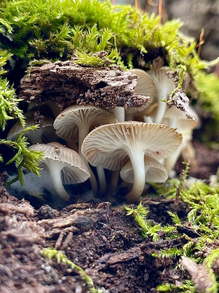 A family of Mycena semivestipes grows out from the moss covered punk of a decaying log 