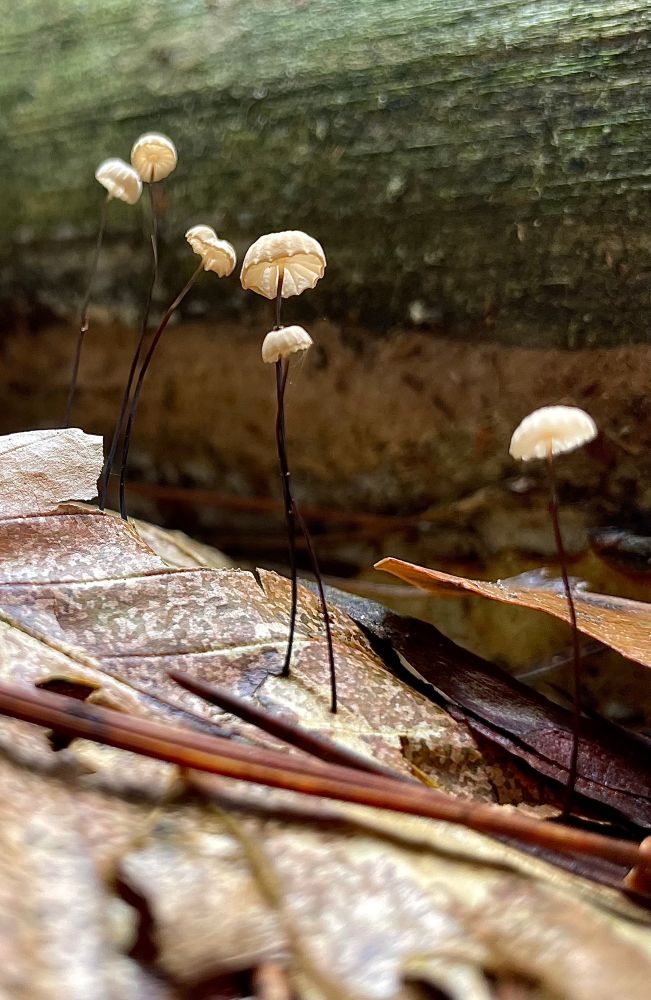 Seven orange marasmius mushrooms float like tiny jellyfish atop black threadlike stems, they grow from fallen leaves beside an old log

All photos by me