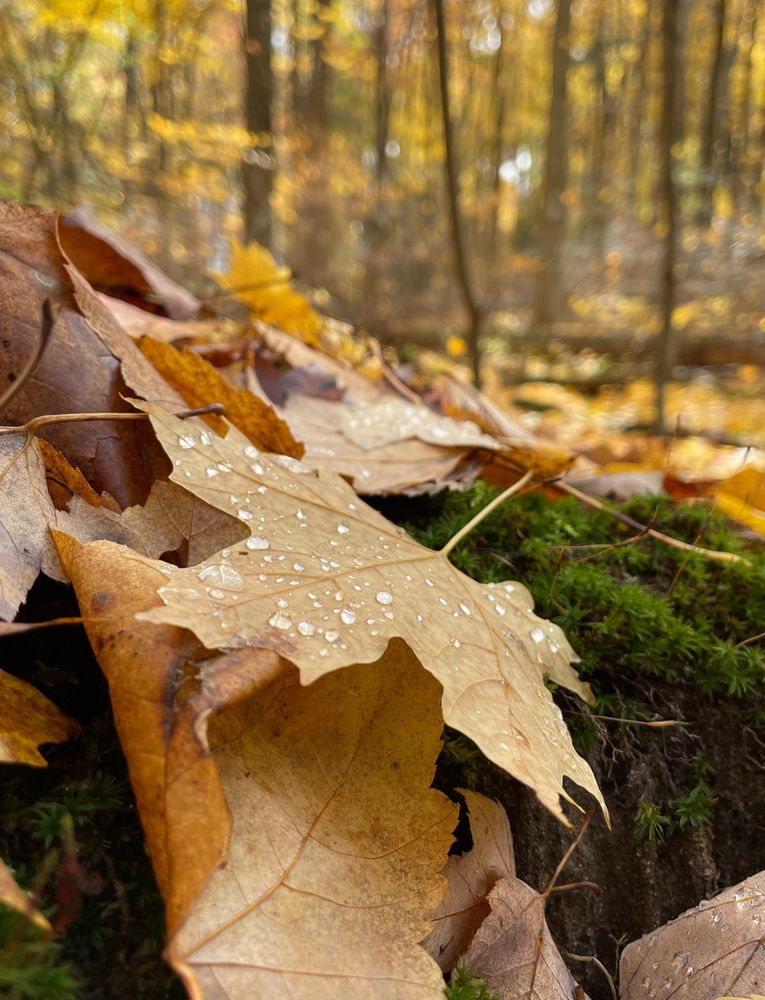 A rain smattered maple leaf lying on a mossy log in a yellow autumn forest