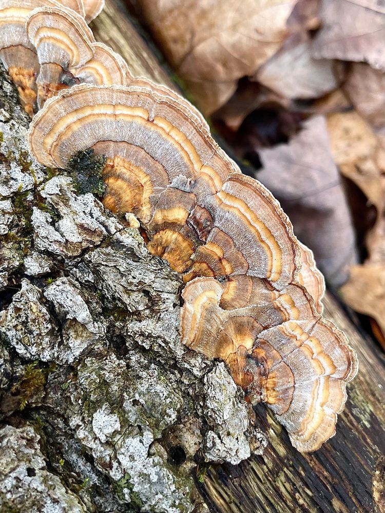 A family of vibrant orange turkey tail shelves grow along the side of a fallen log on the forest floor

All photos by me