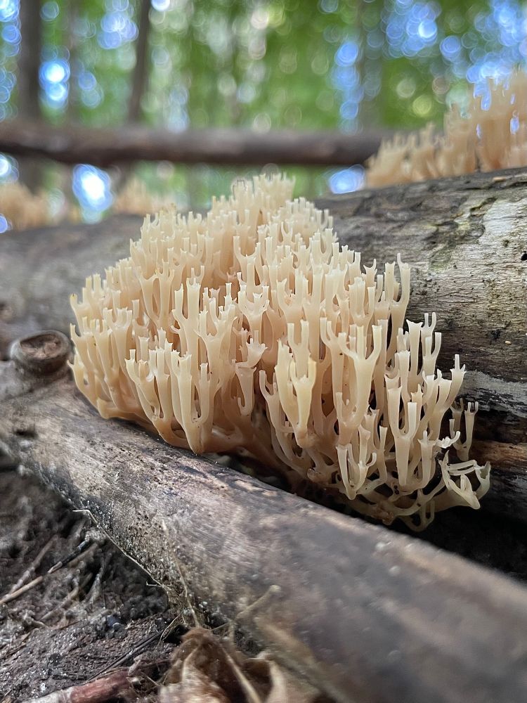 A tuft of crown tipped coral mushrooms grows between two logs in a sunny green forest. Each ivory arm is topped with a little hand 🙌 All photos by me