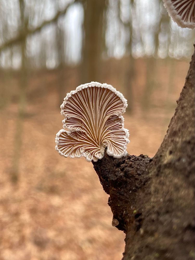 A single 1” tall splitgill mushroom grows off the end of a broken branch, upturned so it’s underside can be viewed against a brown forest background 

All photos by me