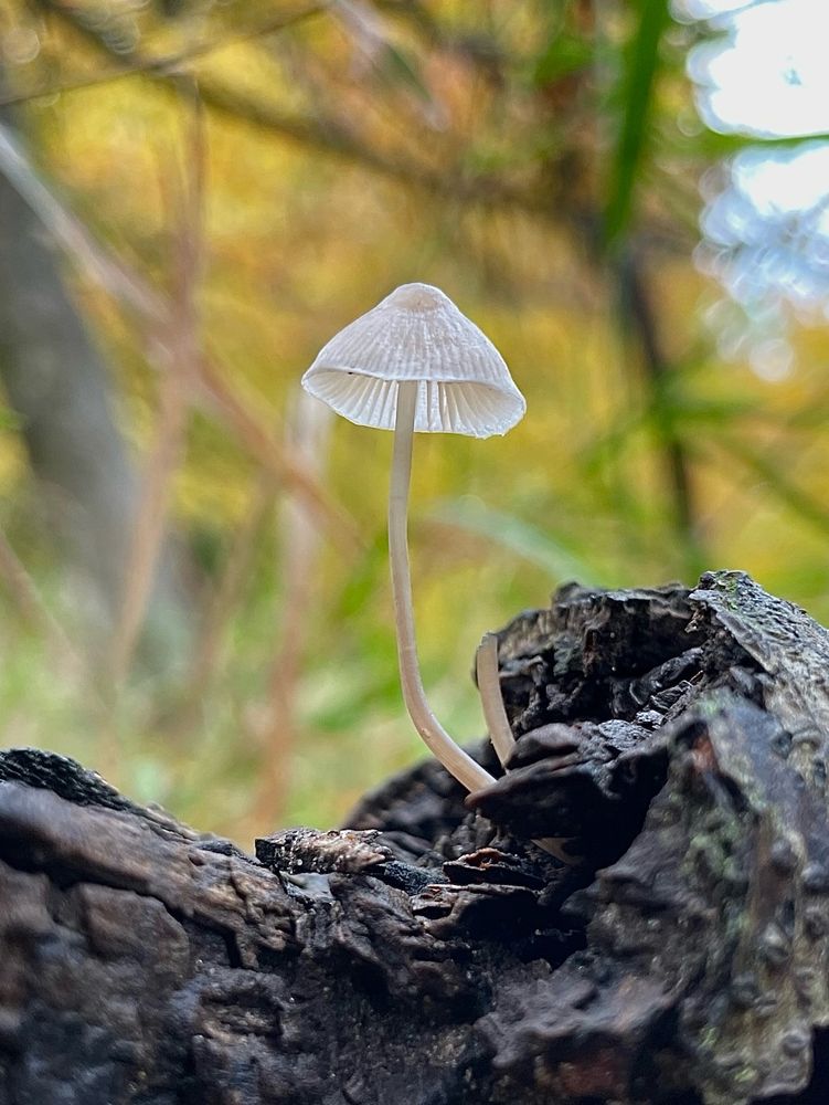 A single Mycena mushroom has its cap illuminated by autumn sunlight where it grows on a dark log against yellow forest undergrowth 