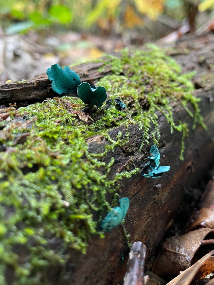 A few green elf cup fungi growing on a mossy log in an autumn forest