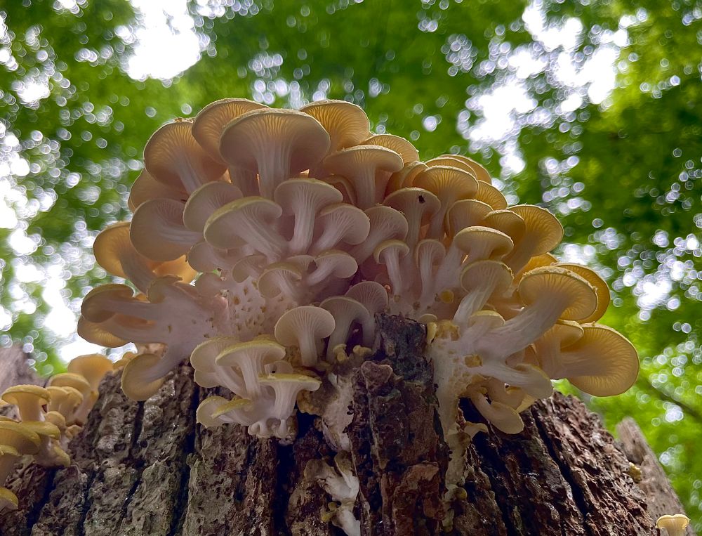 A densely populous flush of golden oyster mushrooms grows upwards toward a sunlit canopy from atop the broken end of a dead American elm tree. Each cap curves and turns, gusseted with white gills, seeking the sky. All photos by me
