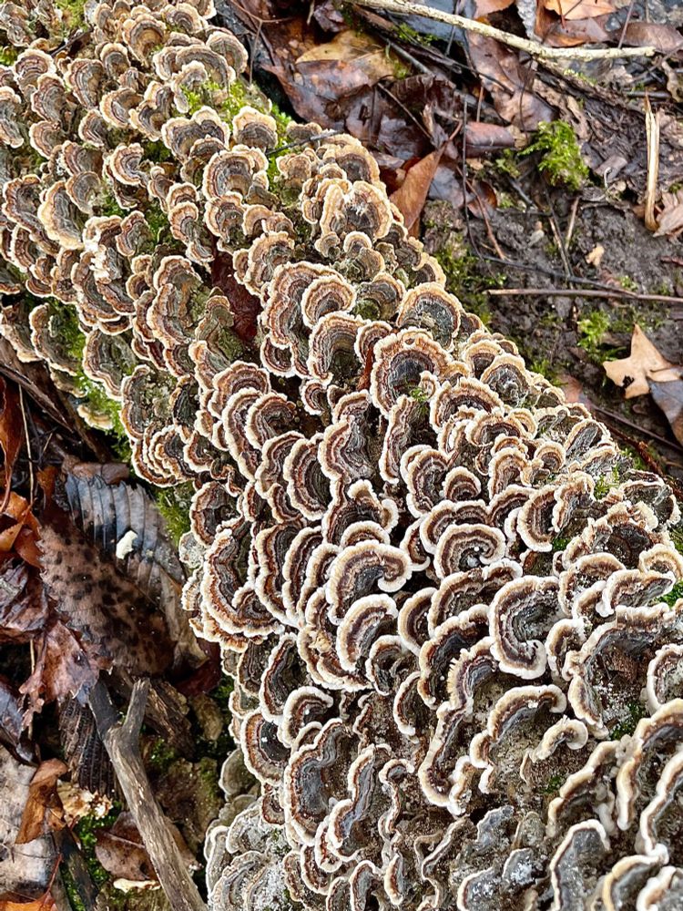 The mossy root of a dead American Elm is covered in hundreds of vibrant brown and gray turkey tail mushrooms, layered and cascading across it like a dense colony of muscles on a rock

All photos by me 