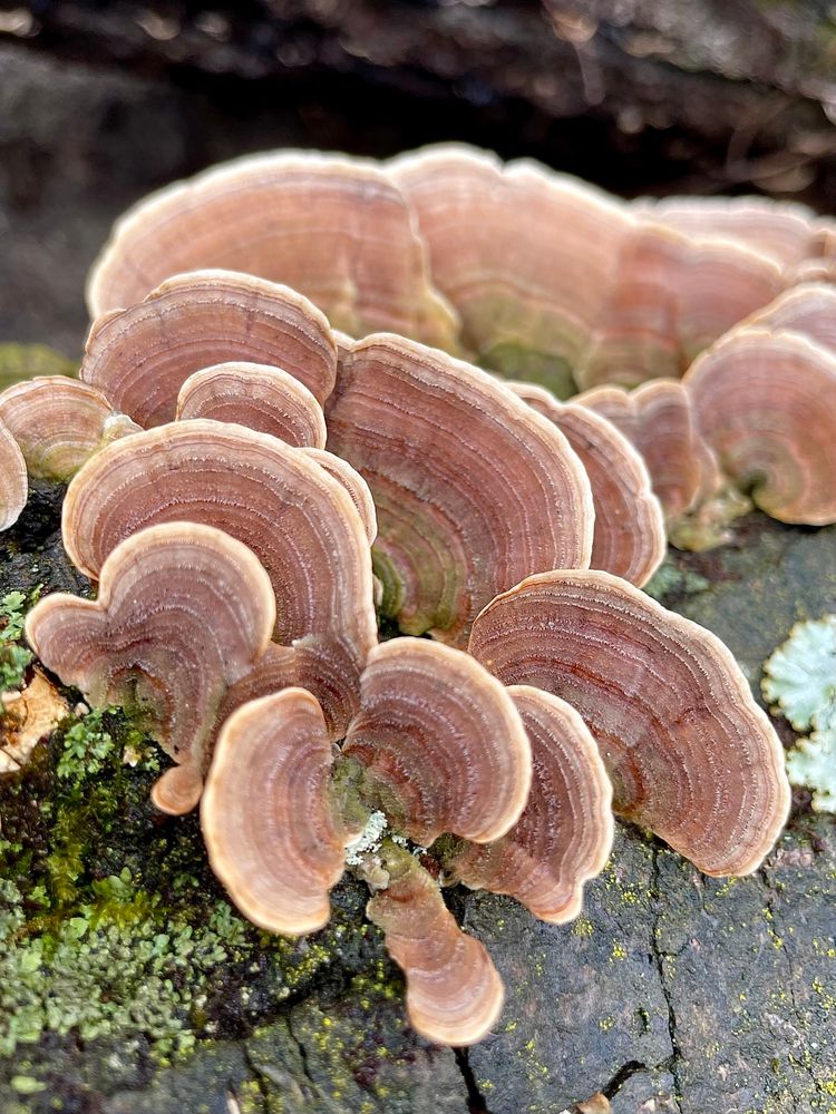 A moss speckled log is covered in rosy false turkey tail mushrooms 