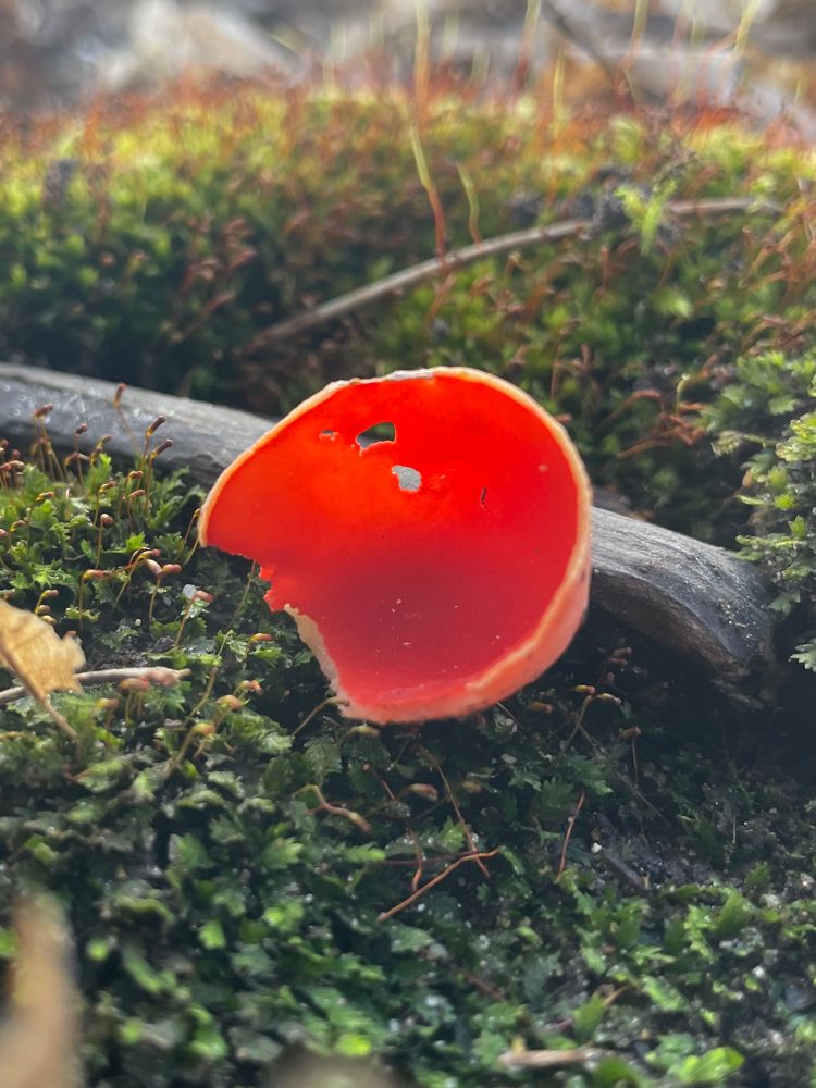 A single scarlet elf cup grows on a stick lying in a bed of moss. The spring sunlight illuminates its fleshy structure. All photos by me