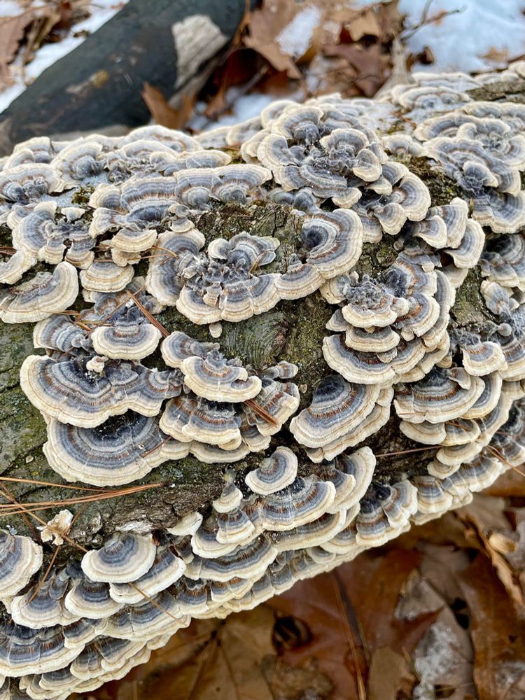 Hundreds of blue and yellow turkey tail mushrooms grow on the top and sides of a fallen log. They form dense rosettes on top and cascading shelves down each side

All photos by me 
