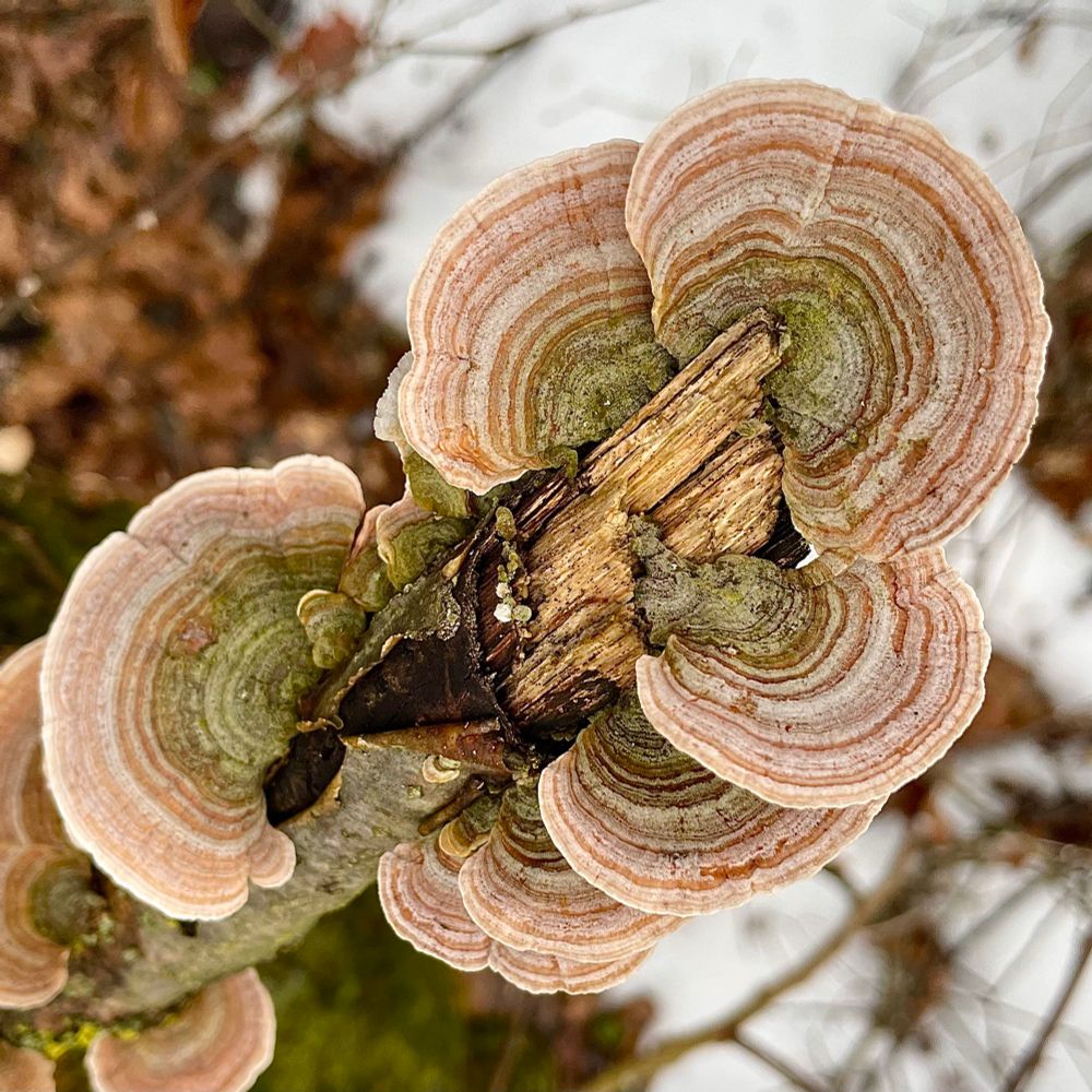 Orange and silver glass turkey tail shelves radiate from the end of broken branch, green algae paints their bases, and the last of the winter snow melts underneath. lol photos by me