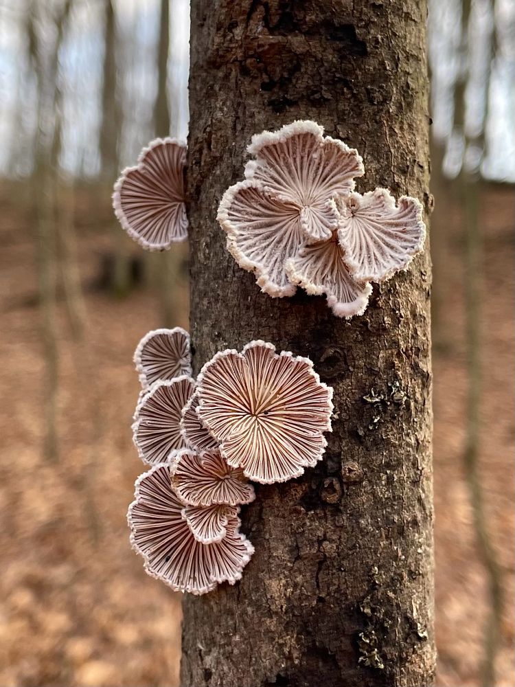 An overturned stick is held upright in a winter forest and covered in mature rosy Splitgill mushrooms. Their gills burst out like a fireworks display