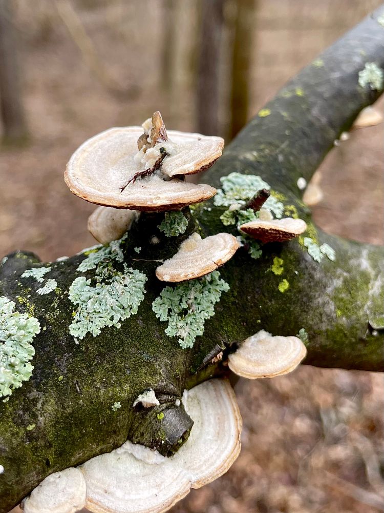 A perfect corkscrew shaped mushroom grows on the broken end of a fallen branch above its family and the lichen speckling the branch’s smooth bark. All photos by me