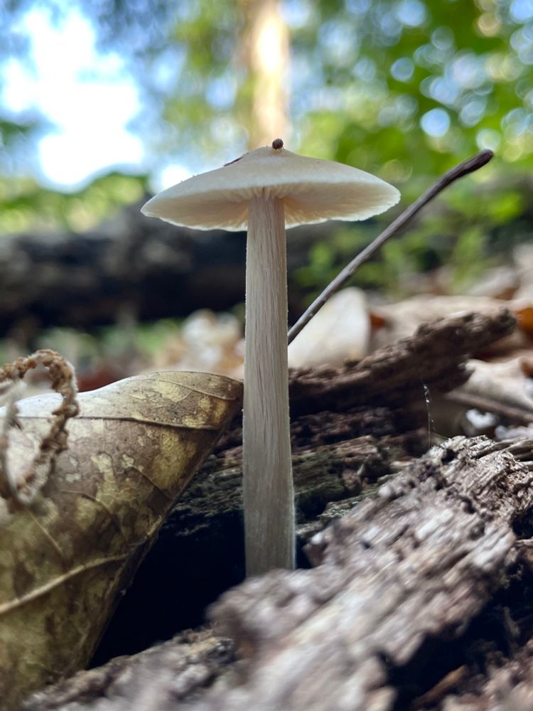 A single small white mushroom with a plain but sturdy stem and a small conical cap which glows with sunlight like a halo around its edge grows from between a dead leaf and a fallen stick. All photos by me