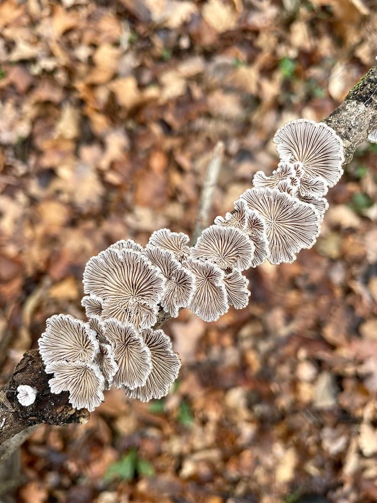 A stick is held upright at an angle to show its underside is covered in Splitgill mushrooms, one stacked above the next, each of them radiating gills from their center, above a leaf covered forest floor

Photo by me

#mushroomsky #fungifriends 