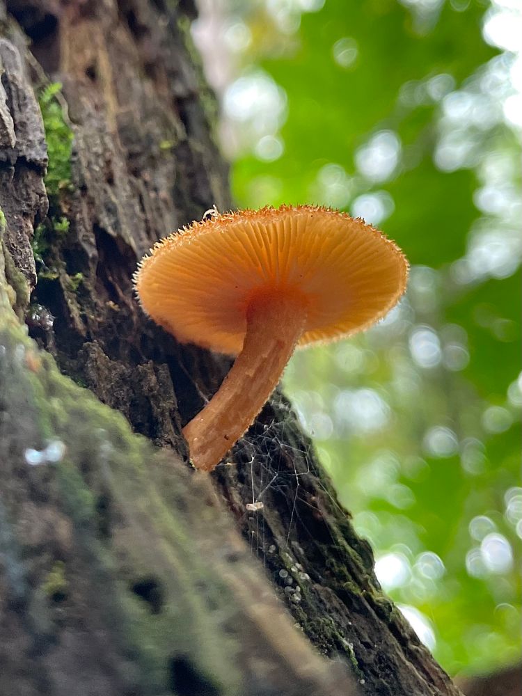 A single skerfy orange mushroom grows from the cobwebby side of a mossy stump under bright green foliage above. All photos by me 