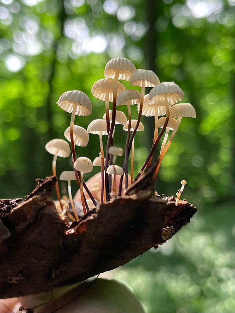 A tuft of wiry-stemmed collared parachute mushrooms growing from a bit of decayed wood I found nestled in the forest floor. Sunlight illuminates their gills, and their little caps look like parachutes drifting on the wind. All photos by me 
