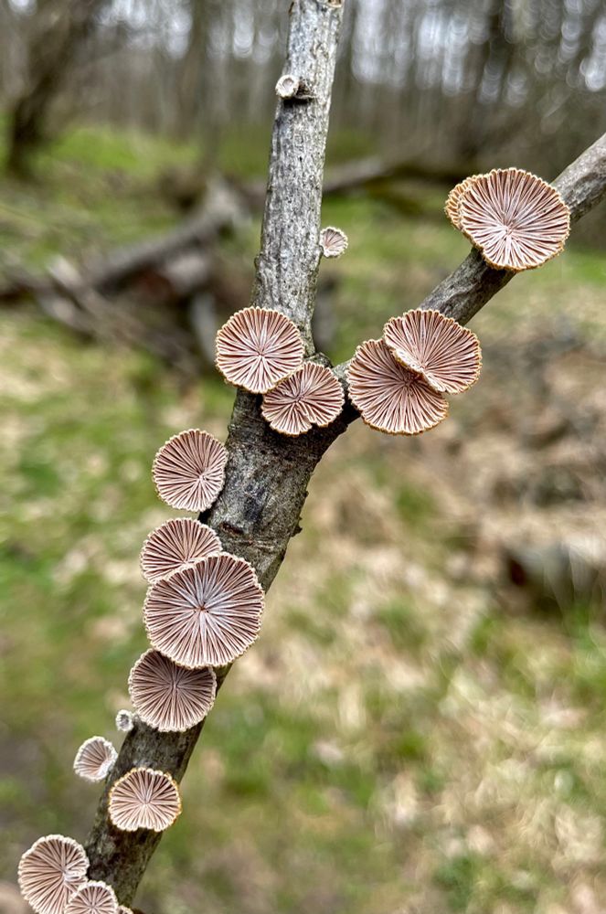 A stick covered in circular splitgill mushrooms that look like the gunshot wounds in the terminator that can turn into liquid metal. This stick has been turned upside down so we can see the gills. All photos by me