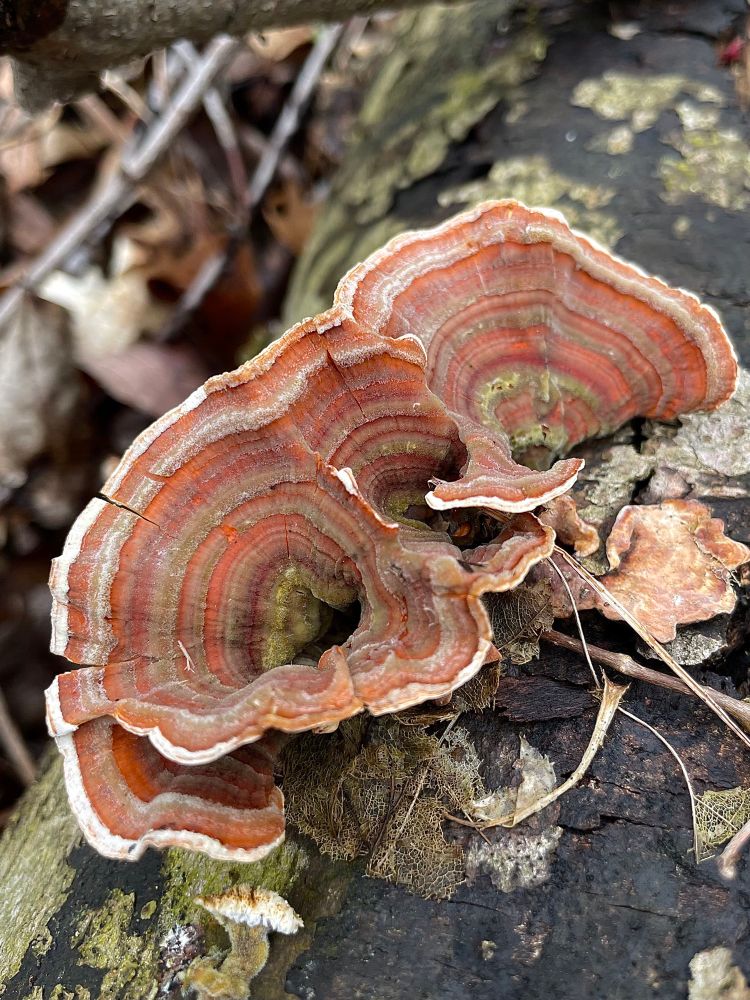 A trio of fused false-turkey tail rosettes grow on a dark log like deformed ears. Algae grows in their conical bases, and bits of debris have been left on them from the winter. All photos by me