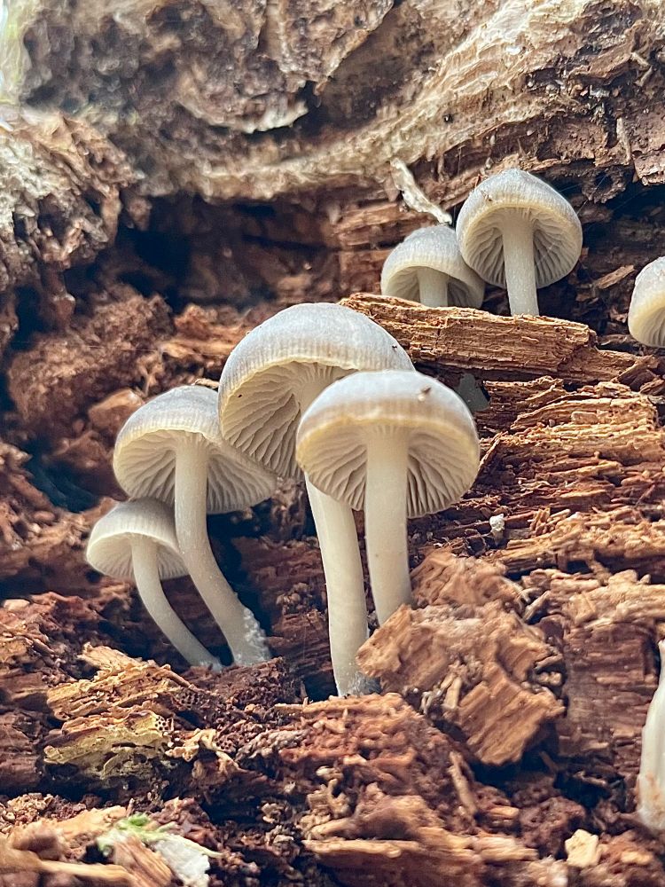 A family of gray Mycena semivestipes grow up along the side of a decayed log

All photos by me