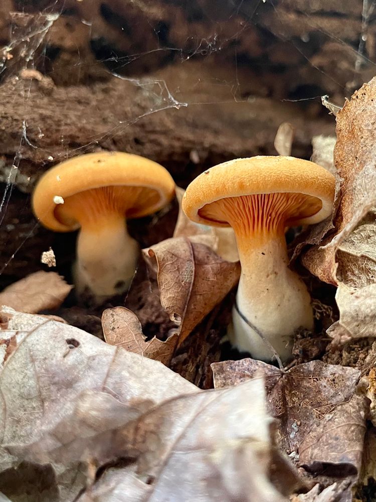 Two beautifully squat jack o lantern mushrooms grow between papery fallen leaves next to a decayed log. All photos by me