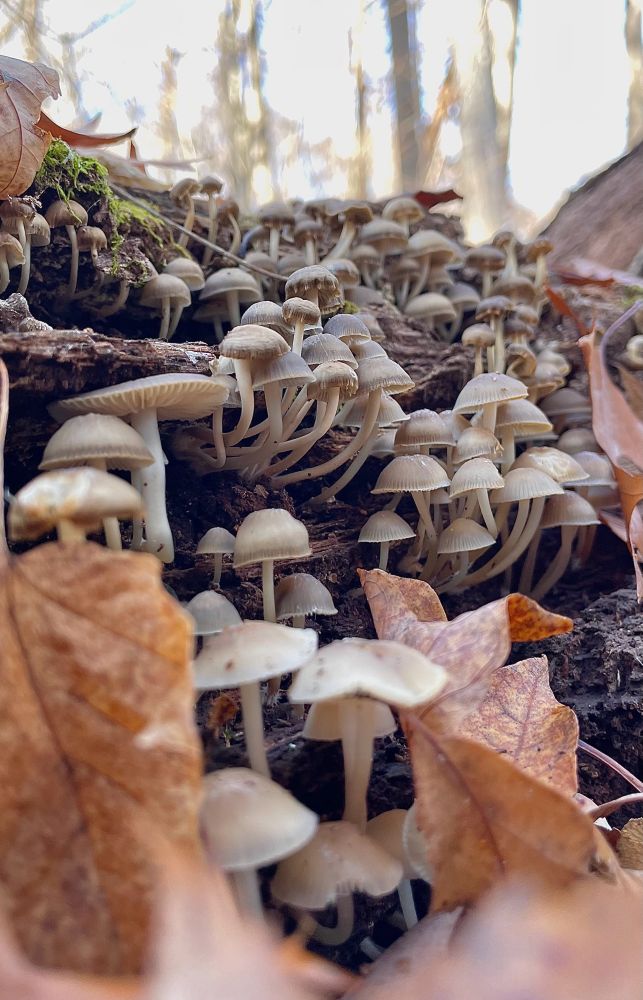 Hundreds of delicate gray Mycena semivestipes mushrooms grow up the side of a mossy log under gray winter skies 