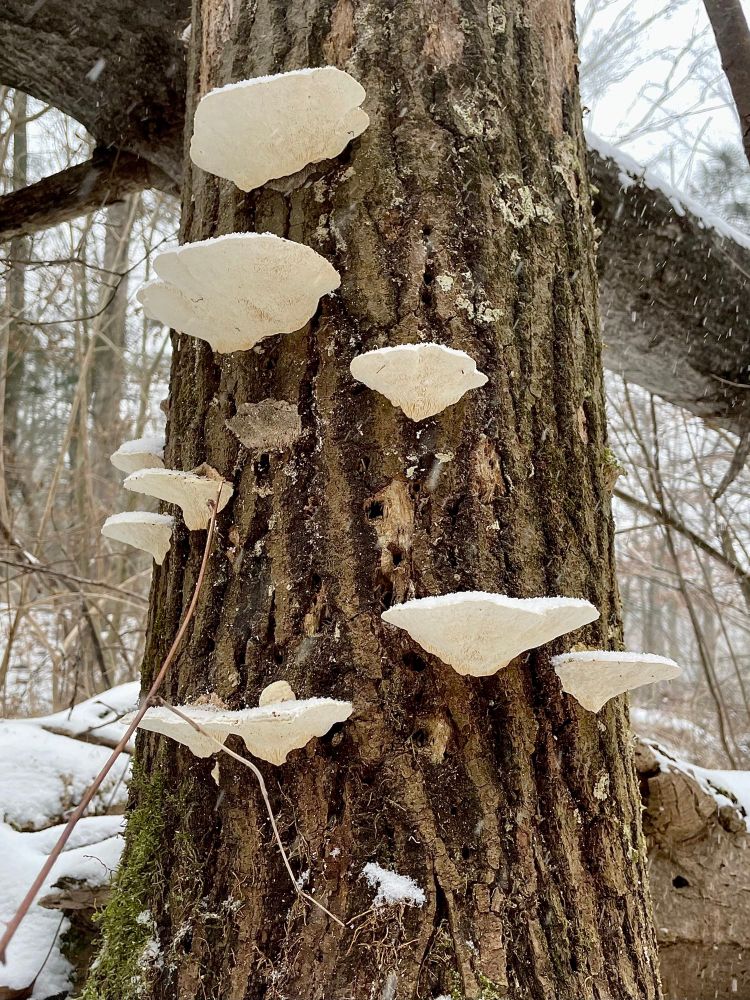 A vibrant colony of oak mazegill polypores grow at the base of a dead oak tree alongside moss and vines in a snowy forest

All photos by me 