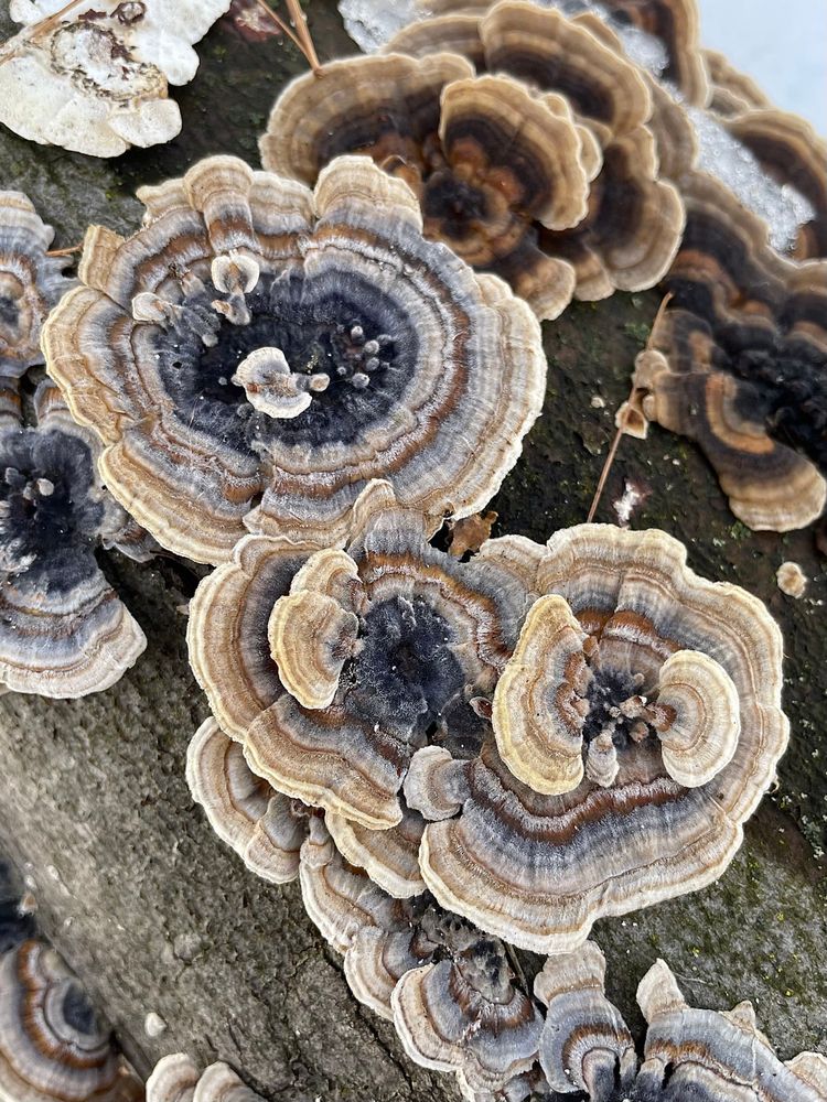 Two rosettes of blue and brown turkey tail mushrooms grow on top of a bare log in a winter forest

All photos by me 