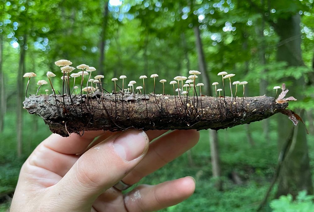 A decayed stick is held up in a hand and covered with dozens of tiny collared parachute mushrooms. Their white caps rise up on wiry black stems in a green forest. All photo by me