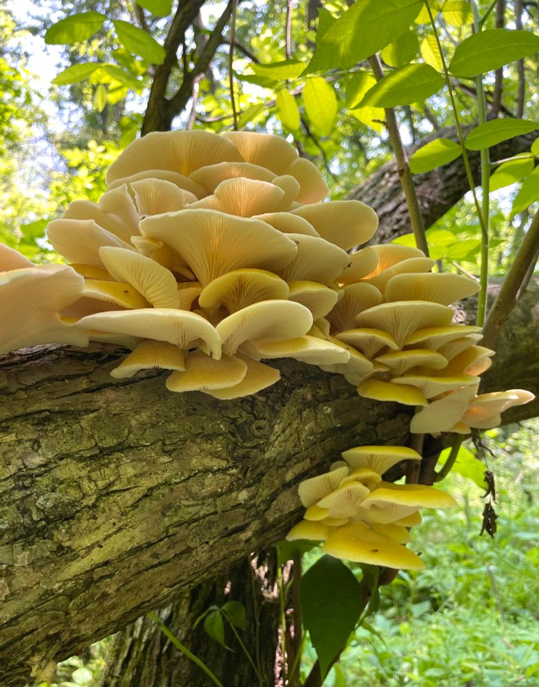 A leaning dead elm tree hosts many dozens of vibrant golden oyster mushrooms. Bouquets of yellow mushrooms burst all along its length, bathed in the green light of a spring forest. All photo by me 