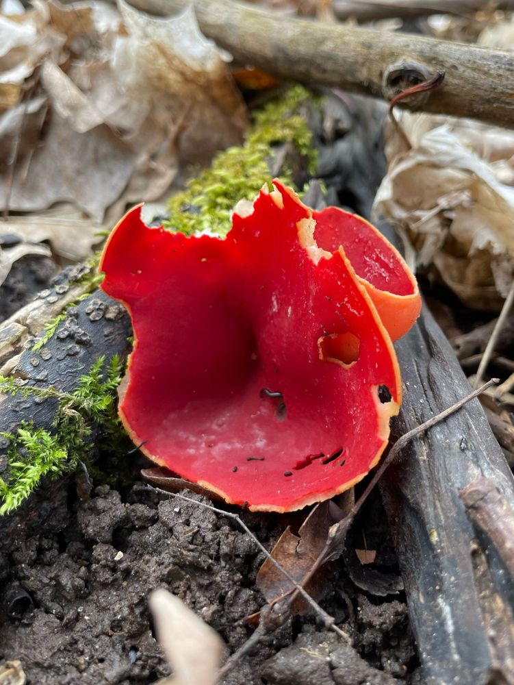 Two aging scarlet elf cup mushrooms grow in the crotch between two rotting branches covered in green moss on the forest floor. The cup in front is chewed and ragged like an old rat’s ear. All photos by me