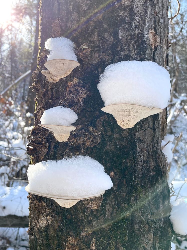 A quartet of snow capped oak mazegill mushrooms grow on the side of a dead oak tree in a deep winter forest 