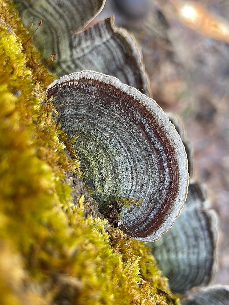 A single fuzzy and purple Stereum mushroom grows on the side of a mossy log above a bare winter forest floor

All photos by me 