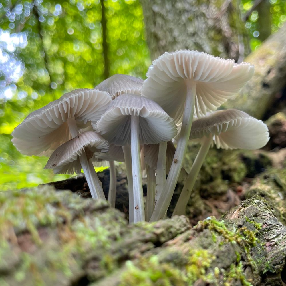 A family of gray and white mushrooms grow from a crack in a mossy log under the sunlit green canopy of a spring forest. All photos by me
