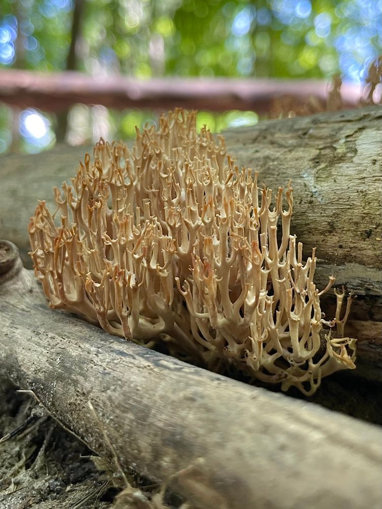 A dried coral mushroom, the same mushroom posted two days ago when it was full of moisture and life. All photos by me 