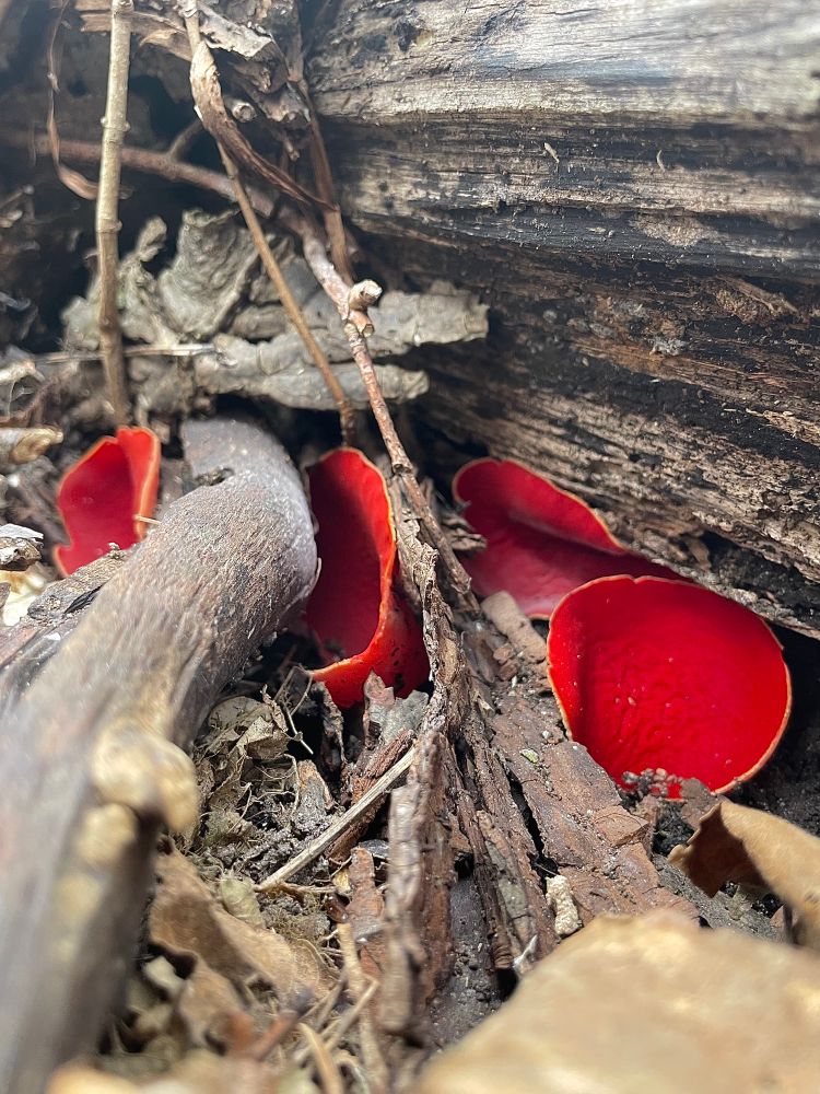 A quartet of scarlet elf cup peep out from between fallen branches and logs on the forest floor. All photos by me