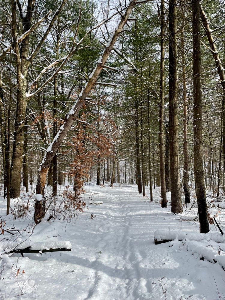 A path leads between rows of red pine in a snowy winter forest 
