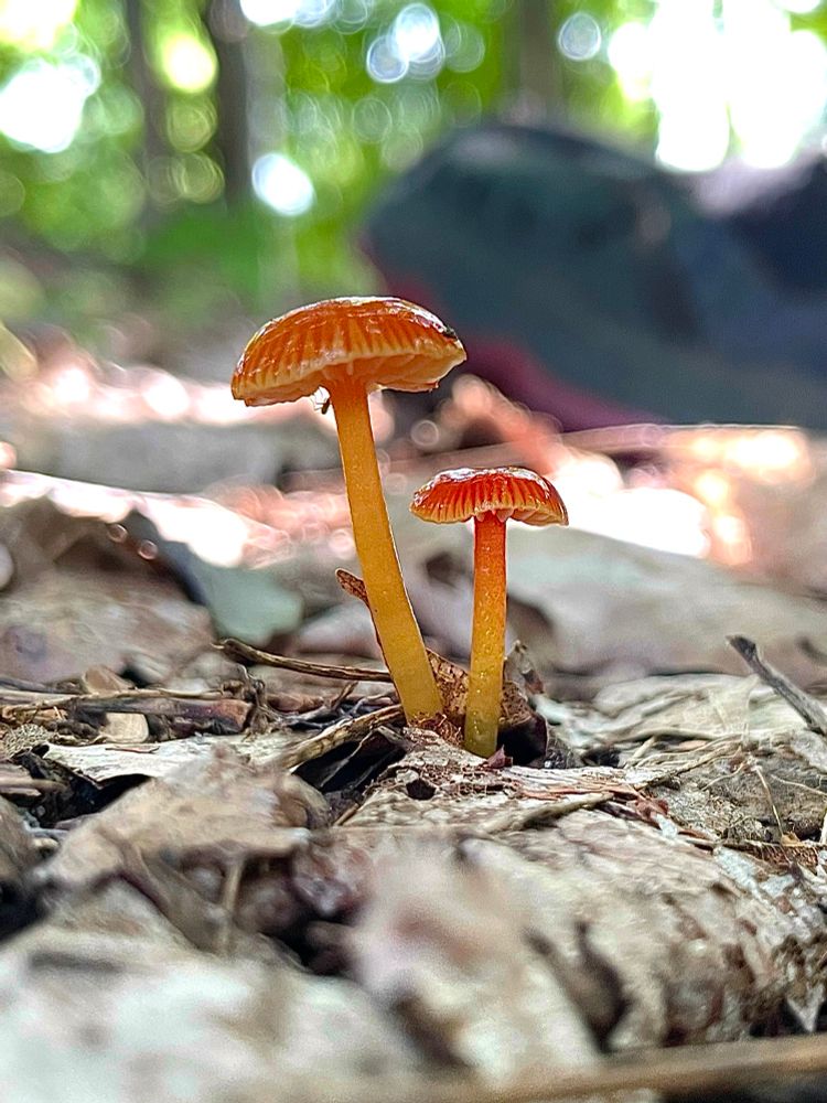 Two rain soaked orange waxcap mushrooms grow from the matted fallen leaves of the forest floor. Sunlight illuminates  summertime landscape behind them. All photos by me 
