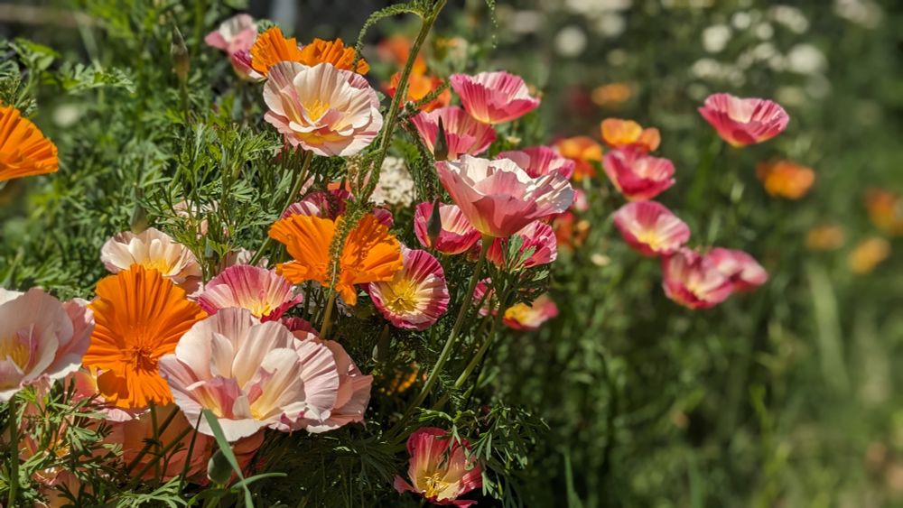 A picture of California poppies in light bright, bright pink, and orange.