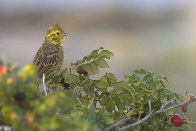 a Yellowhammer, encouraging you to join the Derbyshire Ornithological Society 