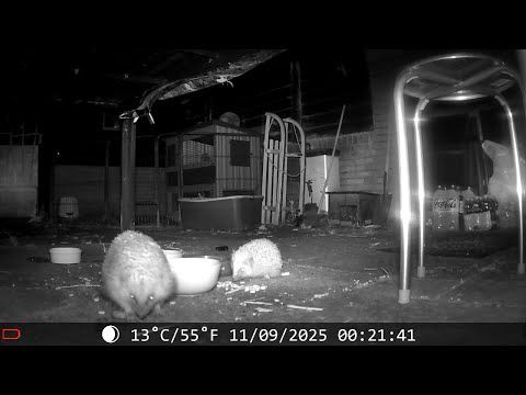 Slijmles met Stekels: Egellientje & de Naaktslak