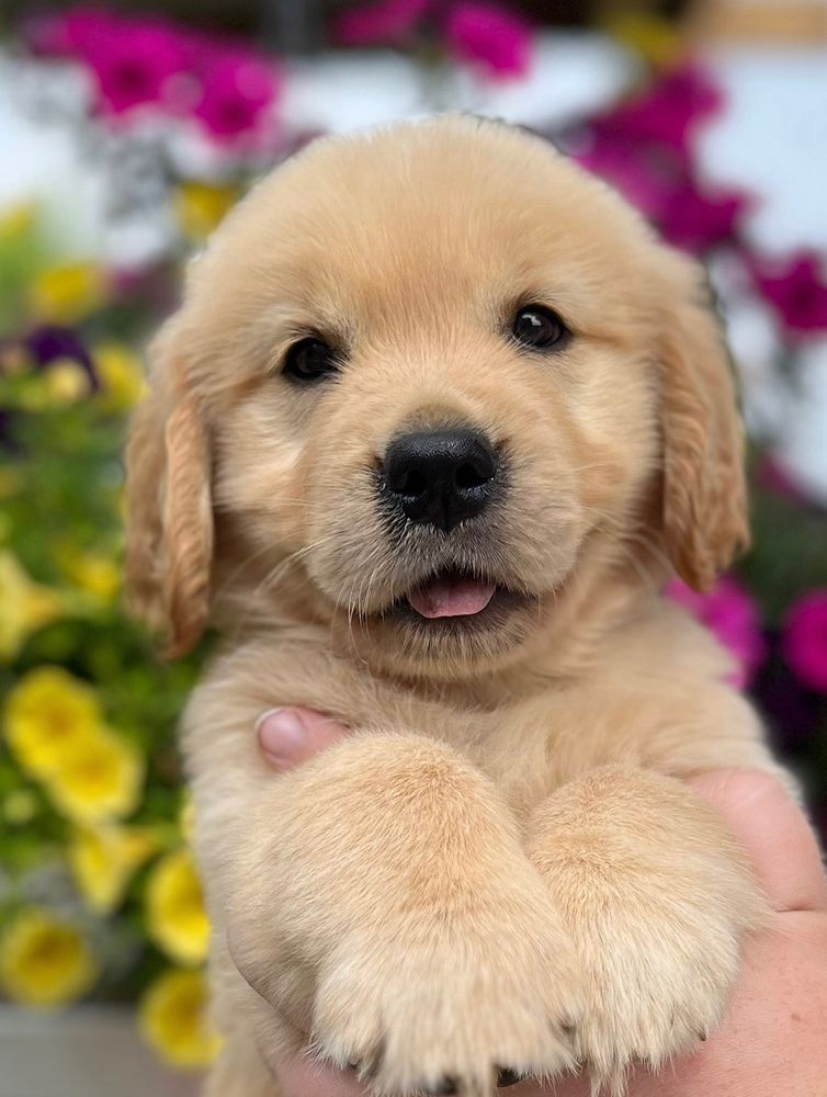 Welcome Clover, who is fluff and fire. She's taken my heart.