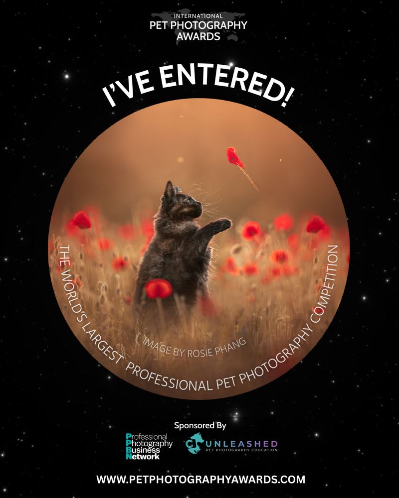 Cat black playing with a red flower framed by a black background with text about entering the International Pet Photography Awards