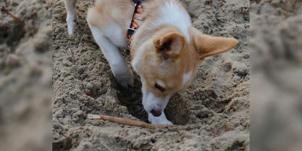 Reaping Rewards of a Dog Digging Pit - Tail Wag Wisdom