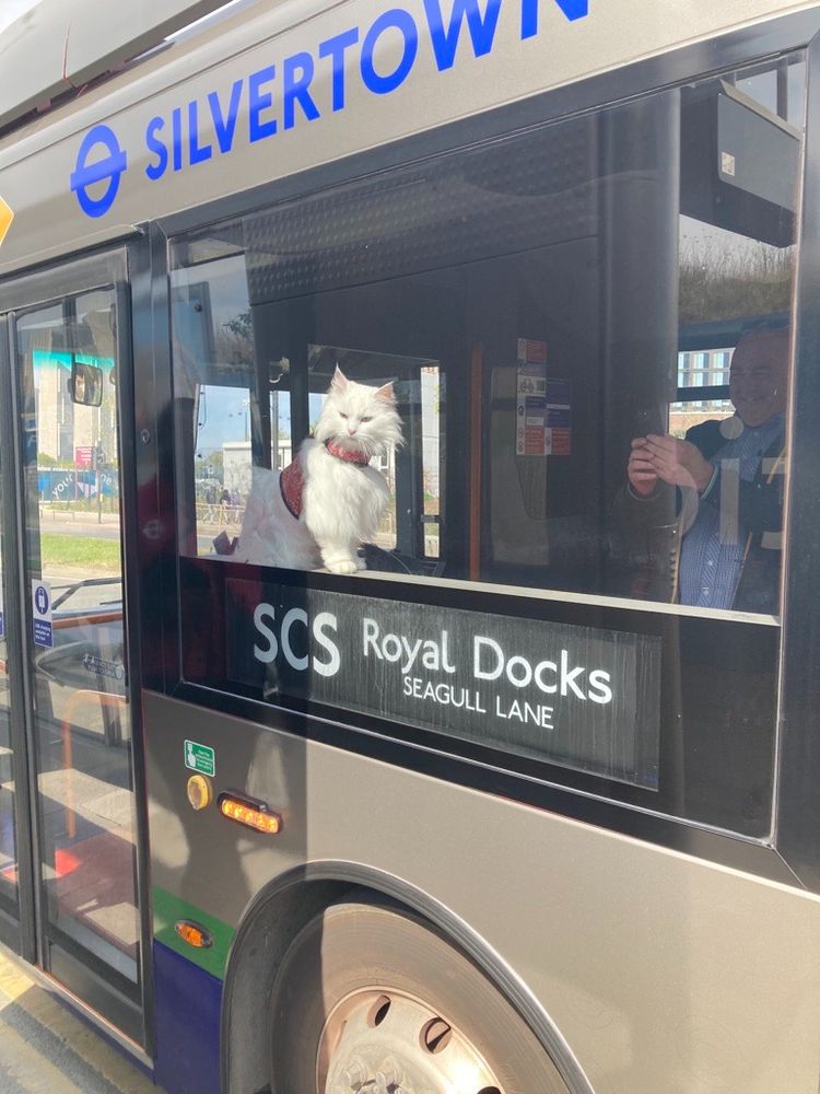 A cat sat int he window of the Silvertown bike bus. Cat is sat on top of the sign that says "SCS Royal Docks Seagull Lane"